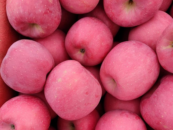 Fresh Chinese Paper Bagged/Plastic Bagged /Non Bagged FUJI Apples - China  Red FUJI Apple, Fresh FUJI Apples